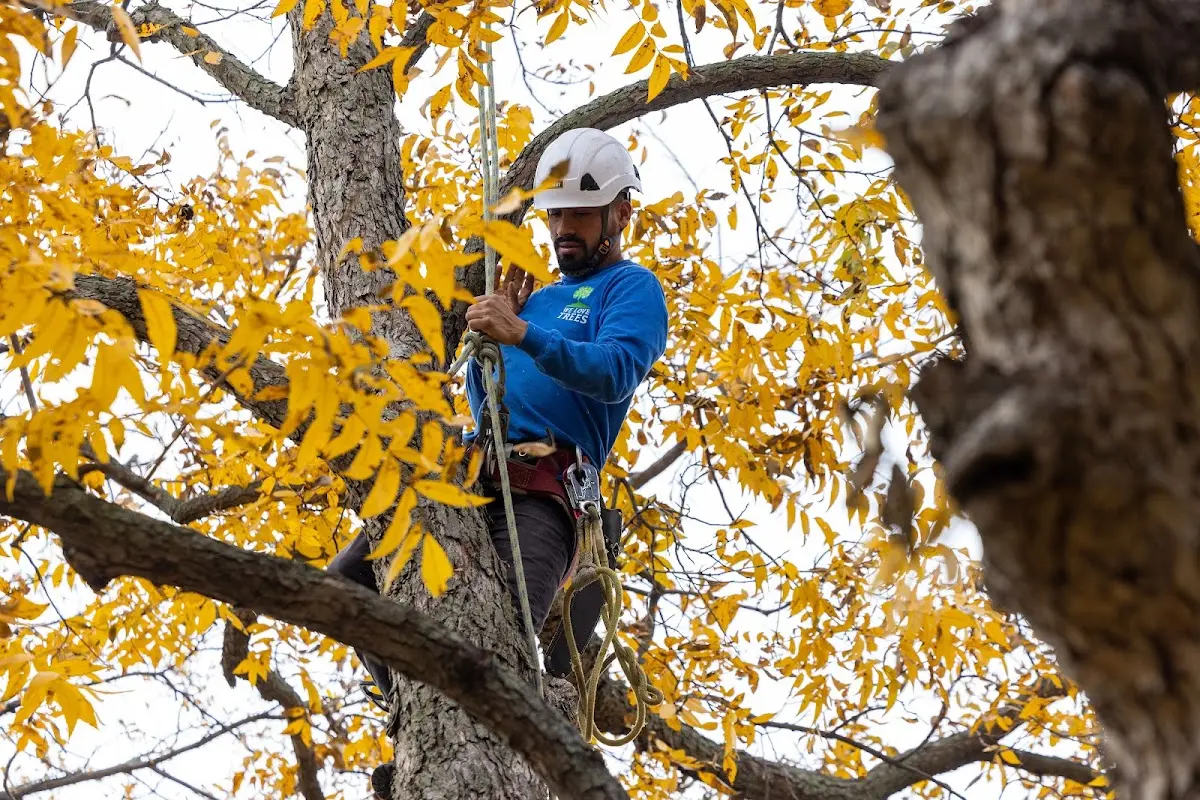 Skilled Tree Transplanting crew working in Wymore